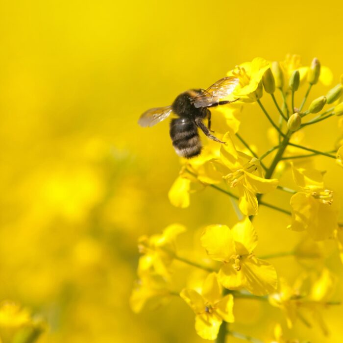 Bumblebee and canola flowers