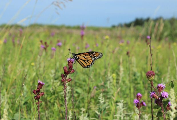 Biodiversity, pollinators and conservation