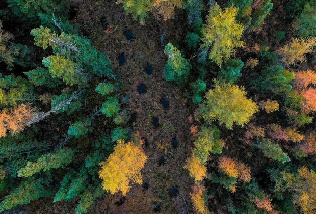 Boreal Conservation in Alberta Moves Forward Through Relationships and Reconciliation