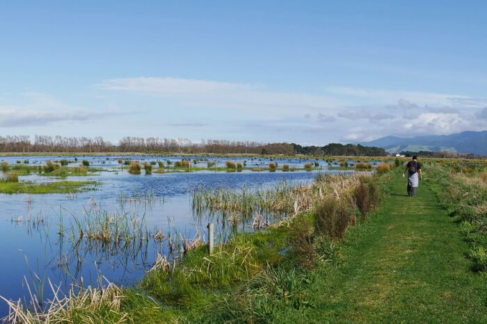 The 326-acre (132-hectare) Wairio Wetland restoration project stands as one of New Zealand’s great ecological success stories. Once a paradise for waterfowl, extensive drainage and clearing in the 20th century led to the wetland’s near-demise. Thanks to DUNZ, it is a living example of what is possible through wetland restoration efforts.