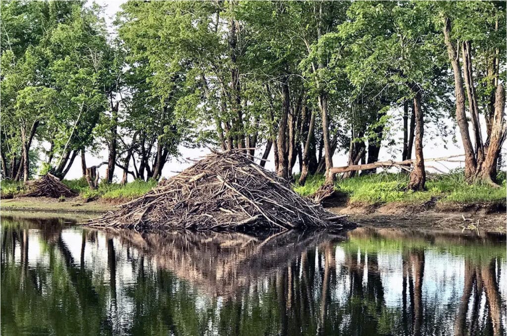 Bbeaver dam on wolastoq