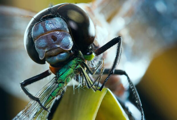 What do dragonflies eat, and how do they hunt?