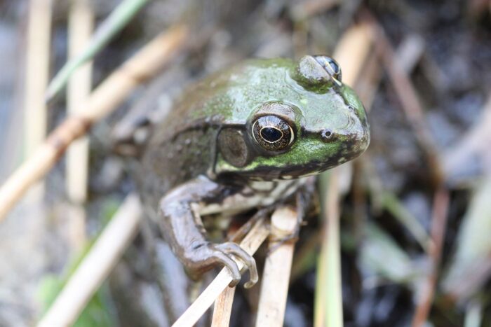  Fogarty’s Wetland is hopping with wildlife, notably green frogs. Though native to eastern Canada, these frogs were introduced in Newfoundland nearly 200 years ago and now thrive in this haven of biodiversity.