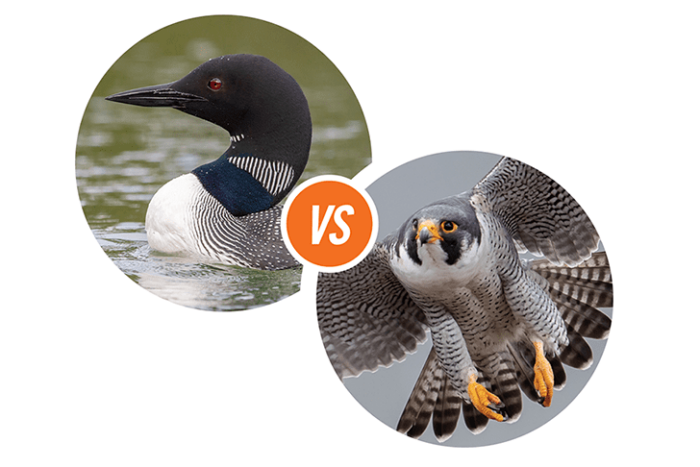 the common loon and the peregrine falcon went bill to beak in the final round.
