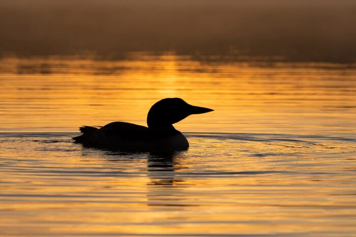 Loon at sunset.