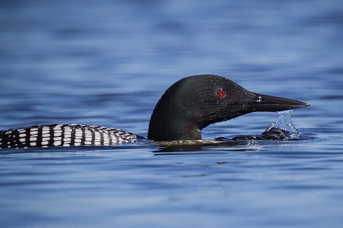 Loons make themselves almost invisible by submerging their bodies until just their heads and bills are showing.