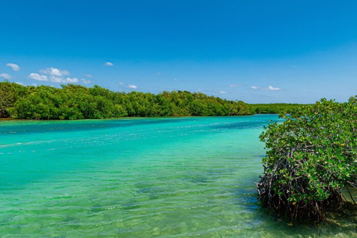 One of DUMAC’s areas of focus is restoring mangrove and seagrass systems in Mexico, where up to 20 per cent of North America’s waterfowl spend their winter.