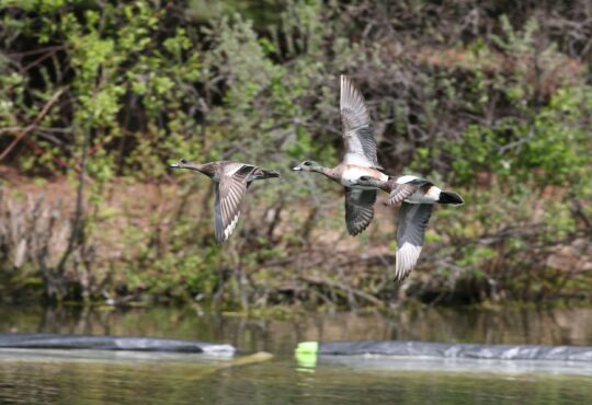 American wigeons taking flight over a body of water