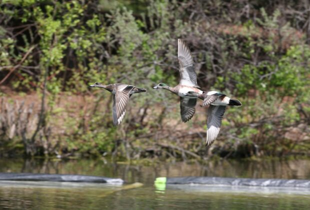 2024 Waterfowl Breeding Population and Habitat Survey