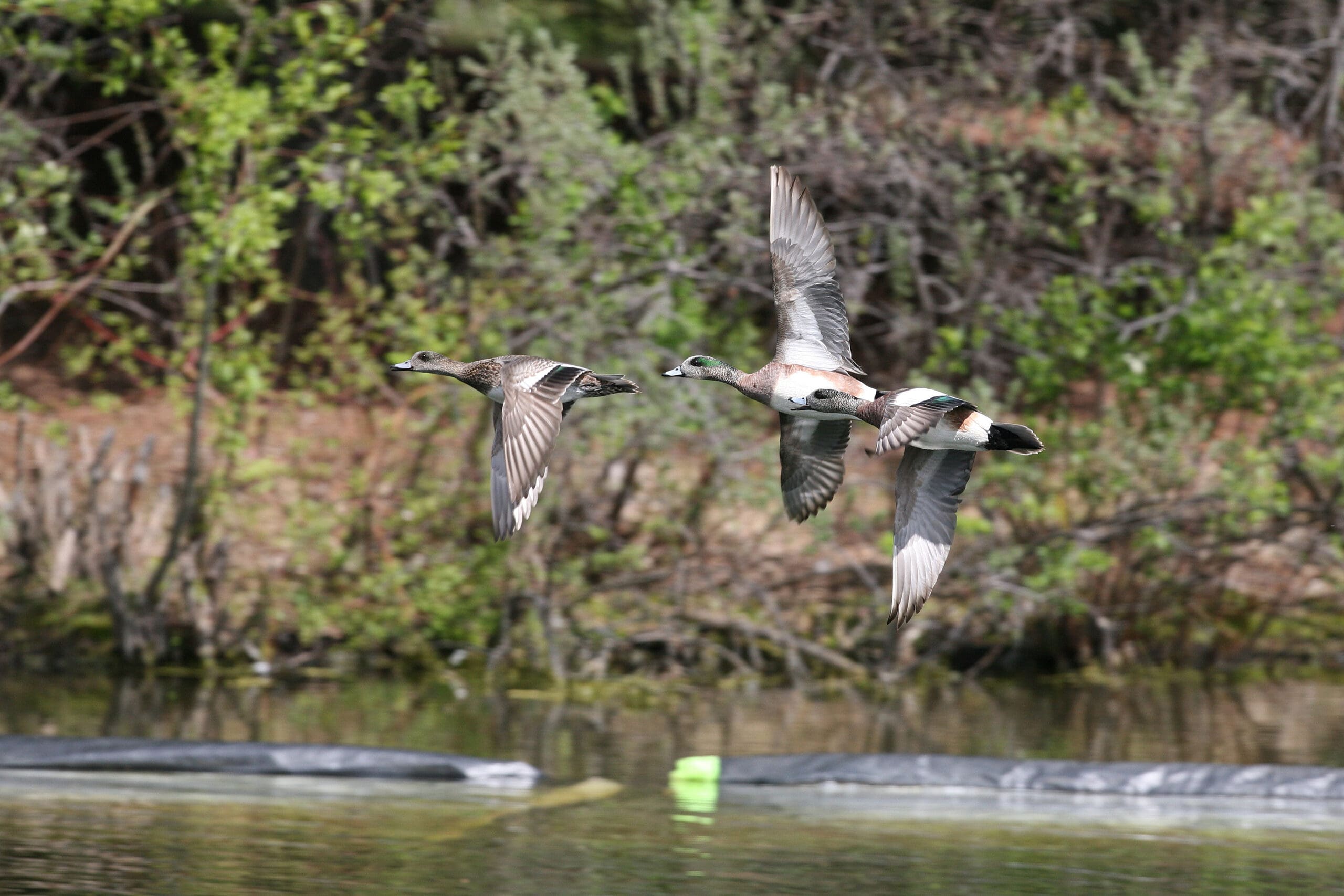 American wigeons taking flight over a body of water