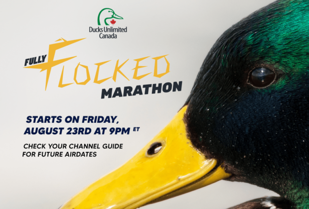 Watch the Fully Flocked Marathon on WildTV