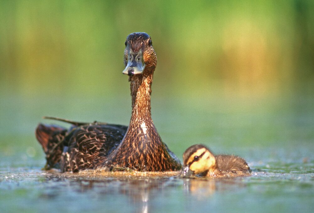 Black duck