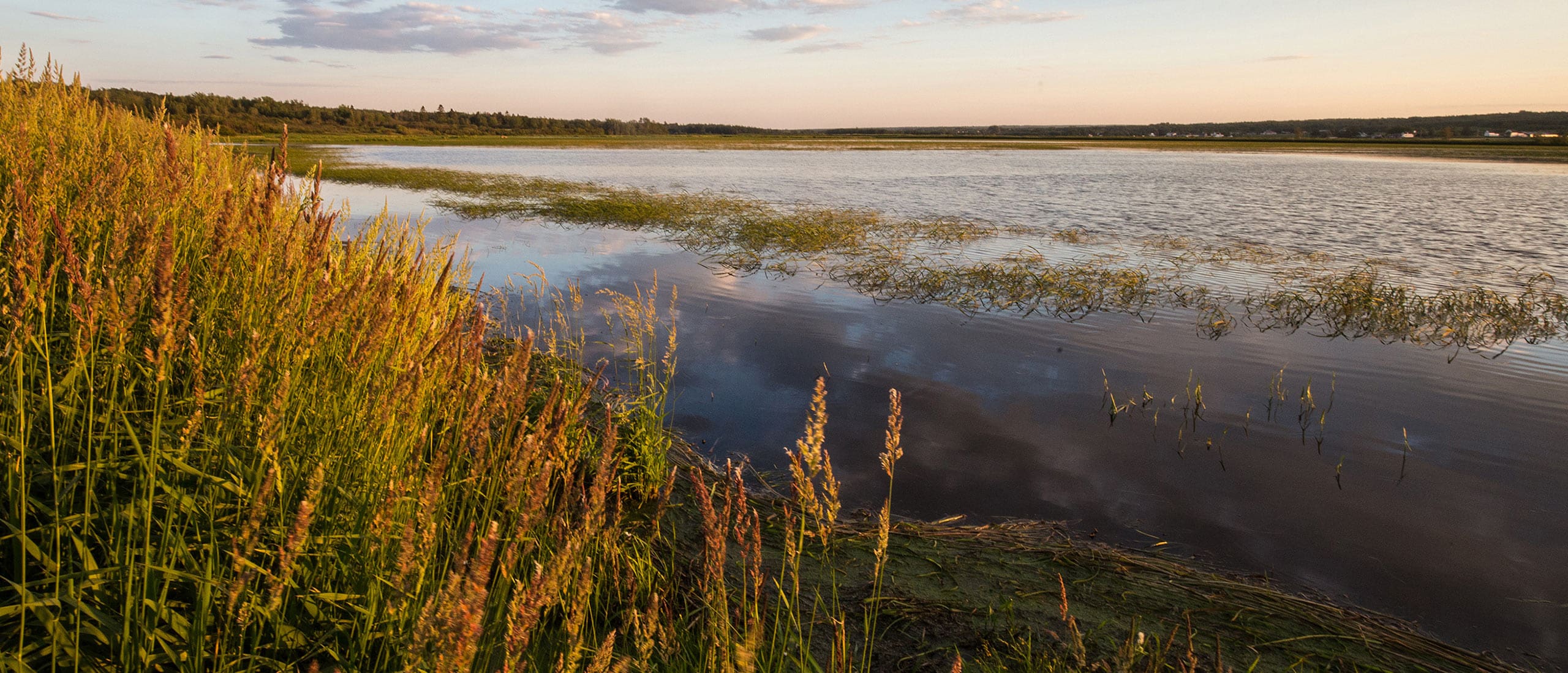 What is a Salt Marsh? — Ducks Unlimited Canada