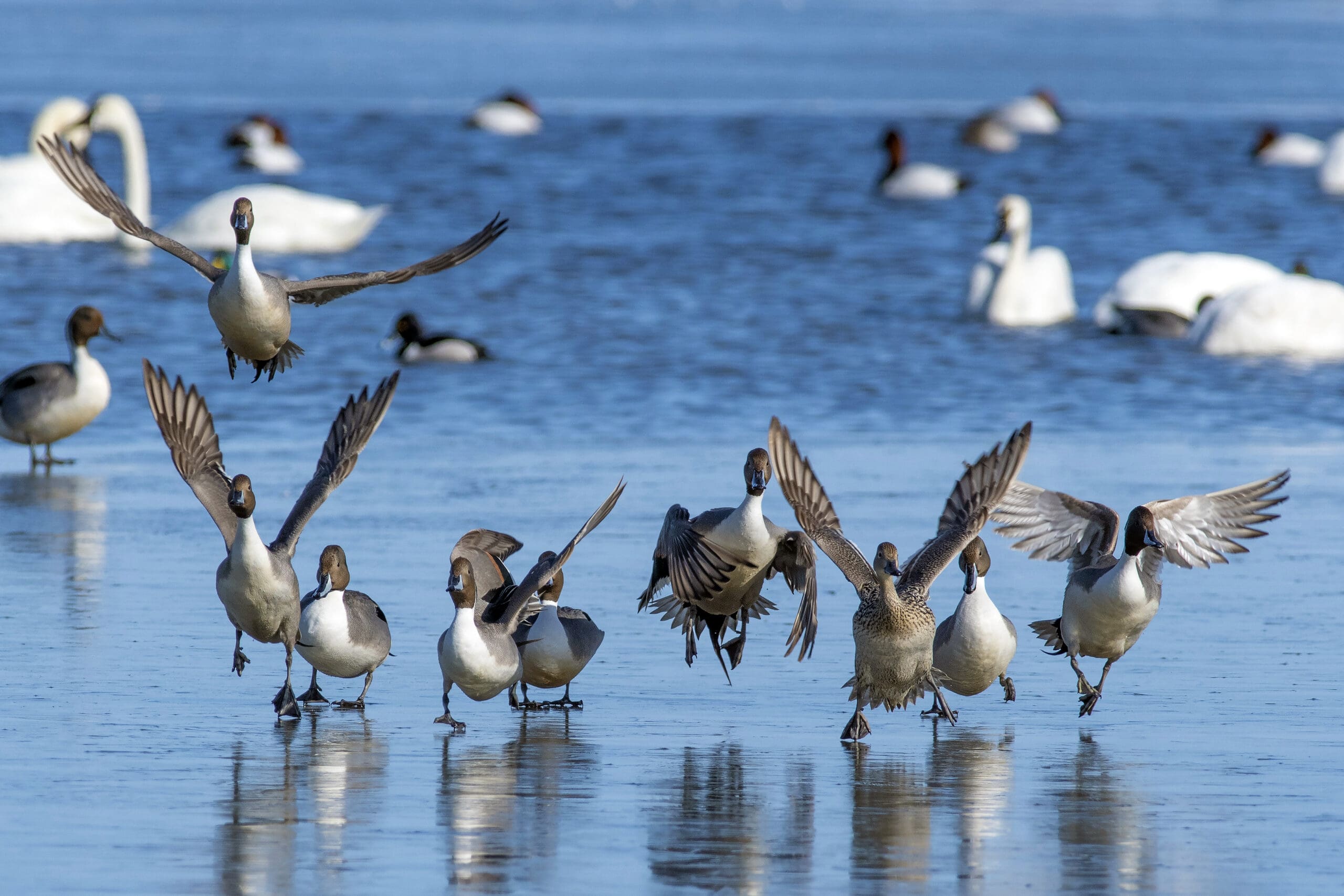 A group of Northern Pintails courting in spring.