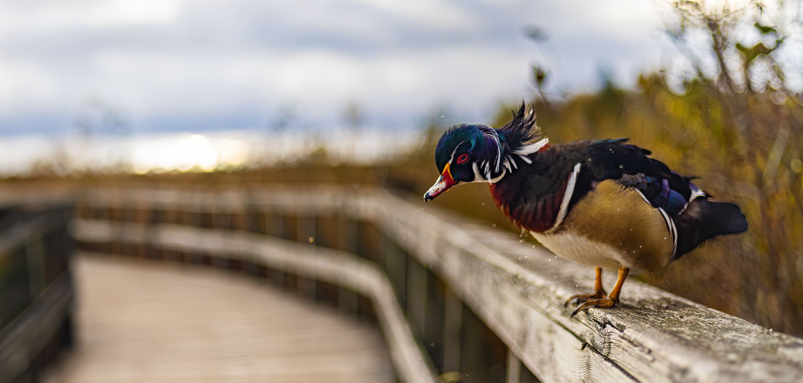 A focused image of a woodduck shaking water off while perched on a railing