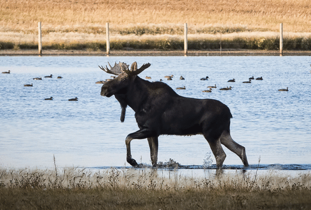 Hunting in Alberta