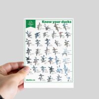 Download our Know Your Ducks Poster