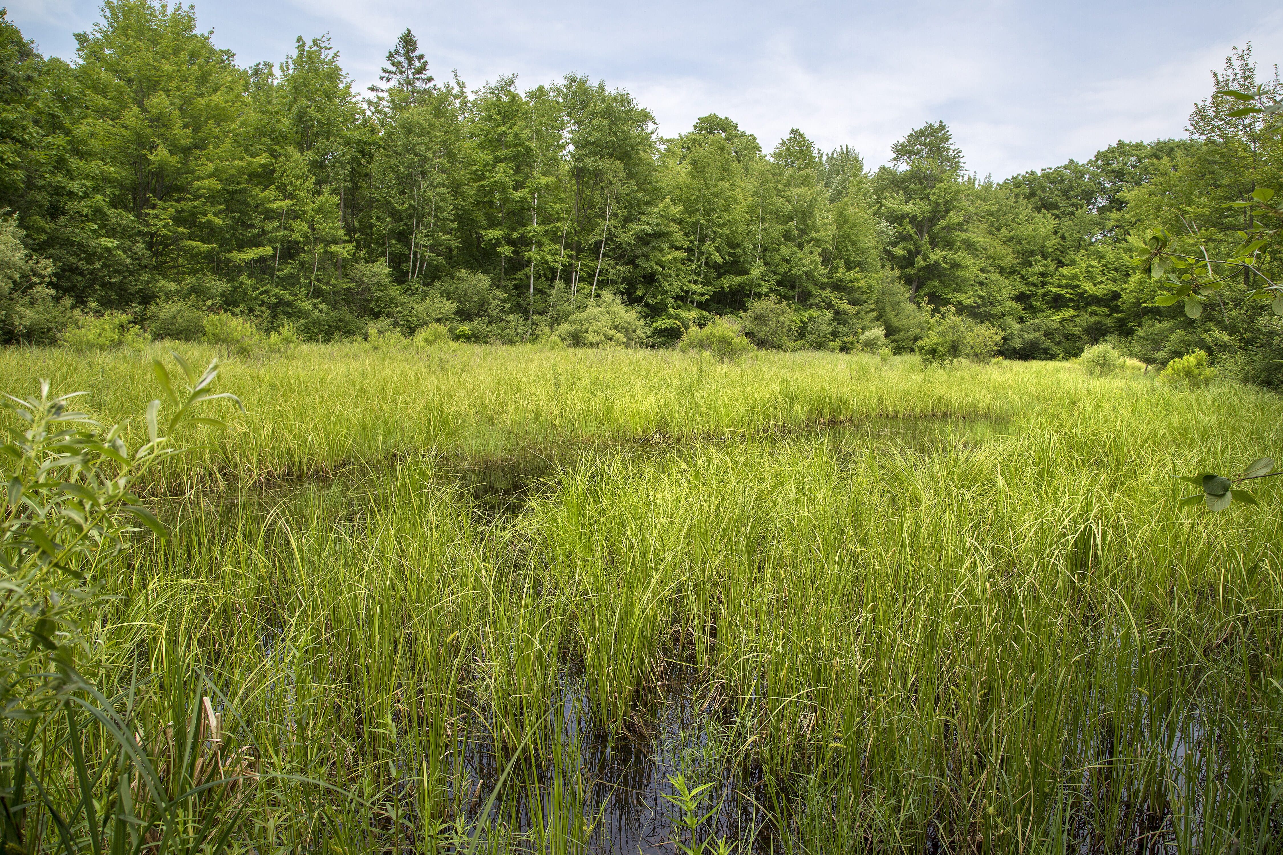 Ontario wetland