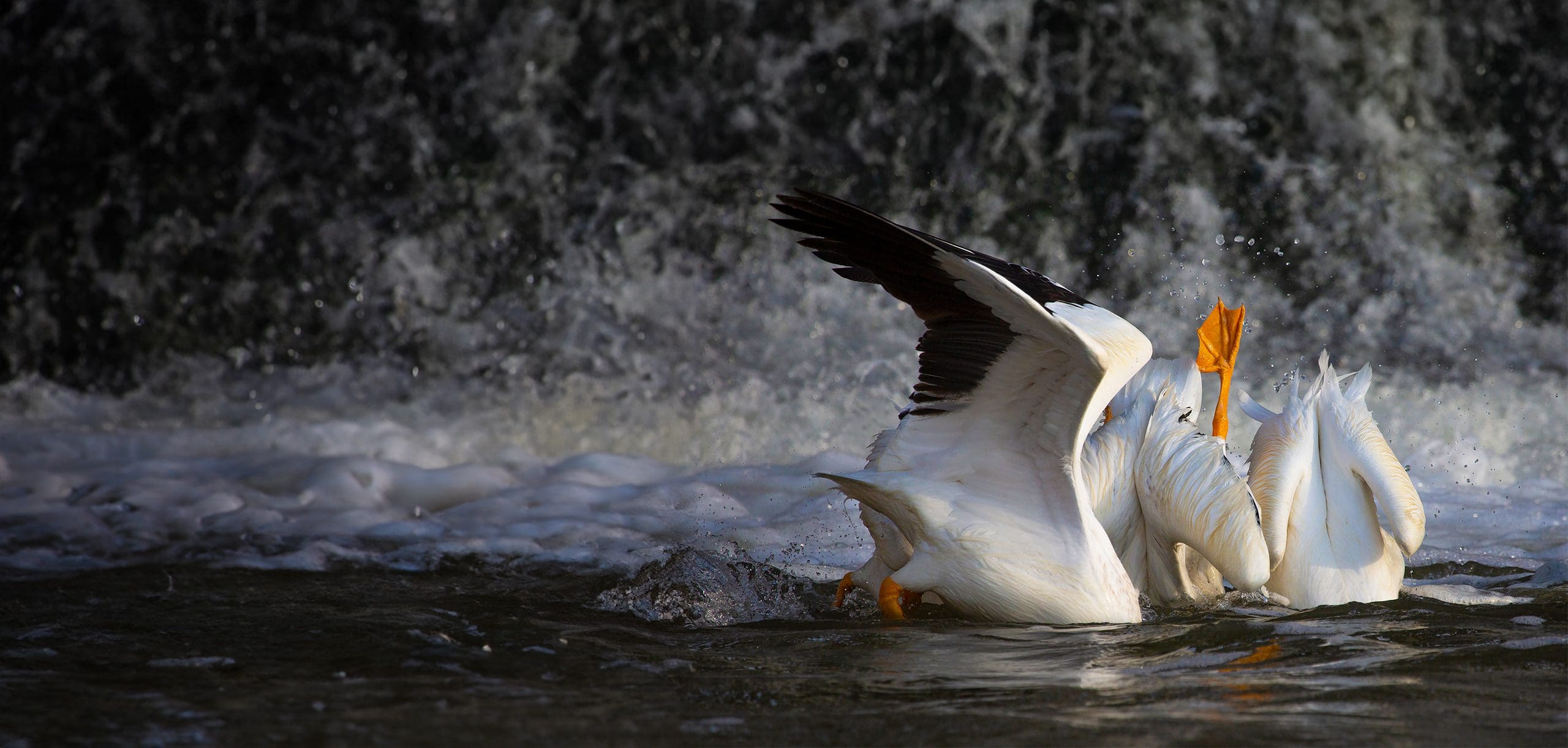 Three white birds upside down splashing in water.