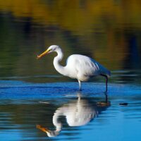 Common Waterfowl Species