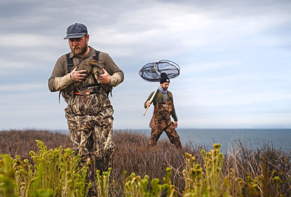 Waterfowl researchers capture female common eiders on an island off of Nova Scotia’s South Shore. Biologists estimate that up to 85 per cent of breeding eiders have been lost in this southern part of their habitat range.