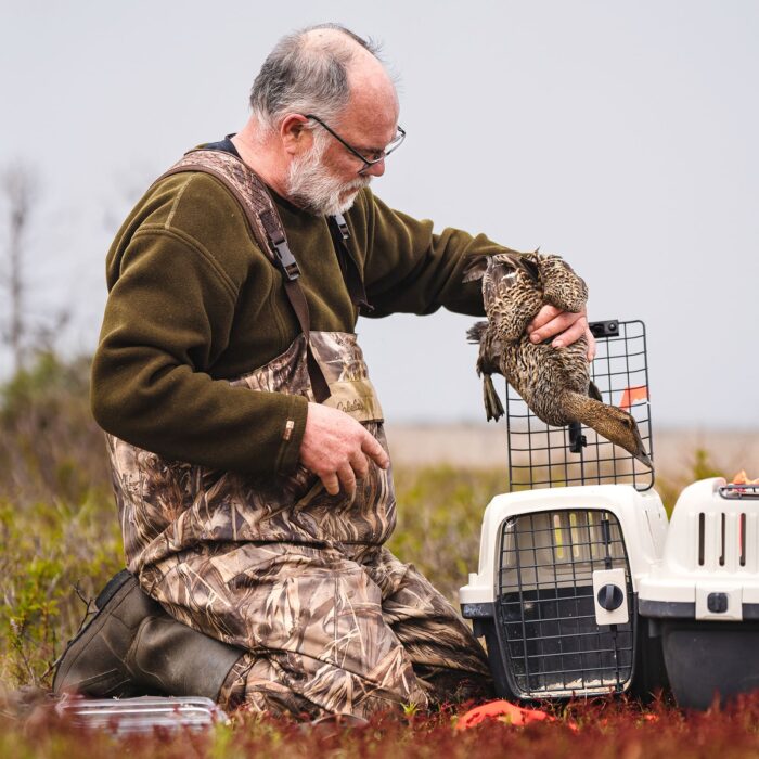 Waterfowl biologist Scott Gilliland sedates common eider hens before they’re transported to a veterinarian’s office and tagged with special satellite tags. 