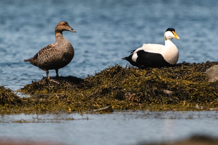 Common eiders spend their lives on the ocean near the coast. The habitat range of the American sub-species stretches from Massachusetts to northern Labrador. 