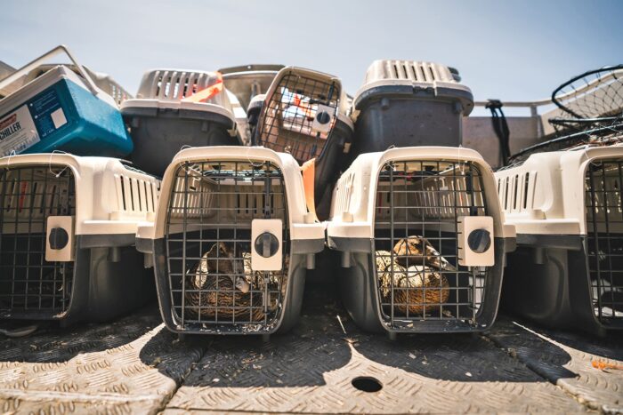 Once the research team has finished catching and sedating eiders for transport, they bring the birds to the clinic of Kathleen MacAulay, a local veterinarian Gilliland’s been working with since the 1990s. 