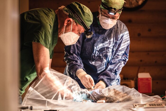 Veterinarians Kathleen MacAulay and Glenn Olsen (USGS) embed a satellite tag about the size of a C battery into an eider’s abdominal cavity during surgery. 