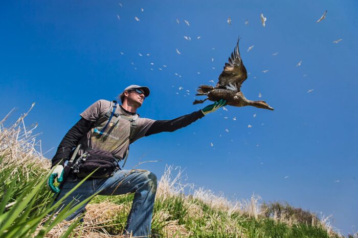 Field technician Francis St. Pierre releases a common eider hen following her telemetry surgery as part of the ongoing research in 2024, in Quebec. 