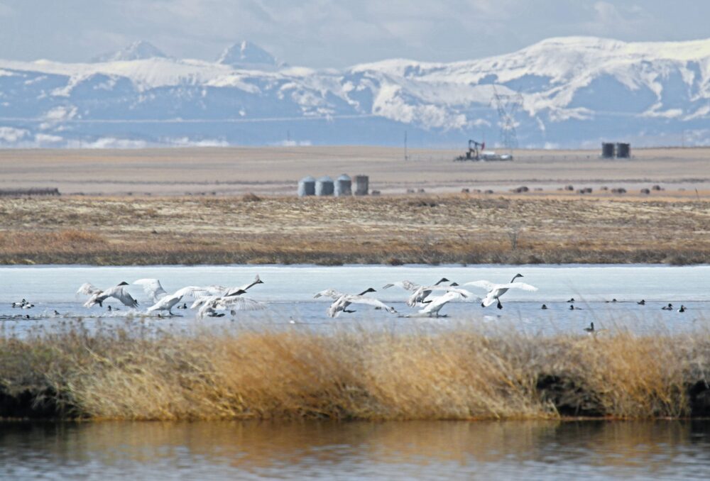 Flock of swans take off from Frank Lake, Alberta.