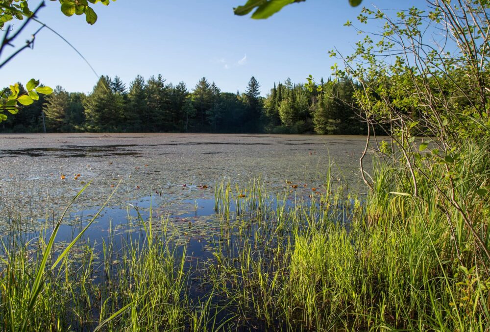 A rich wetland habitat inside the DUC Carp Hills property.