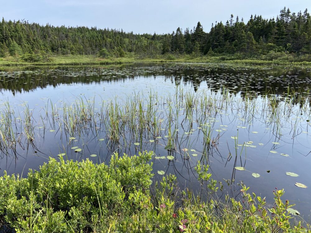 Ducks Unlimited Canada conserves vital urban habitat in St. John’s