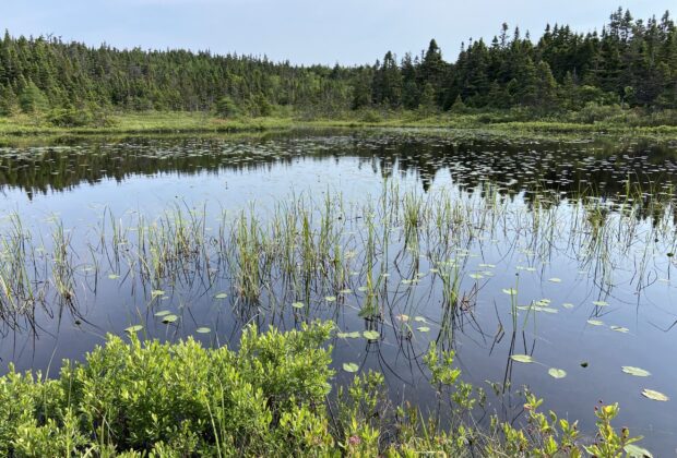 Ducks Unlimited Canada conserves vital urban habitat in St. John’s