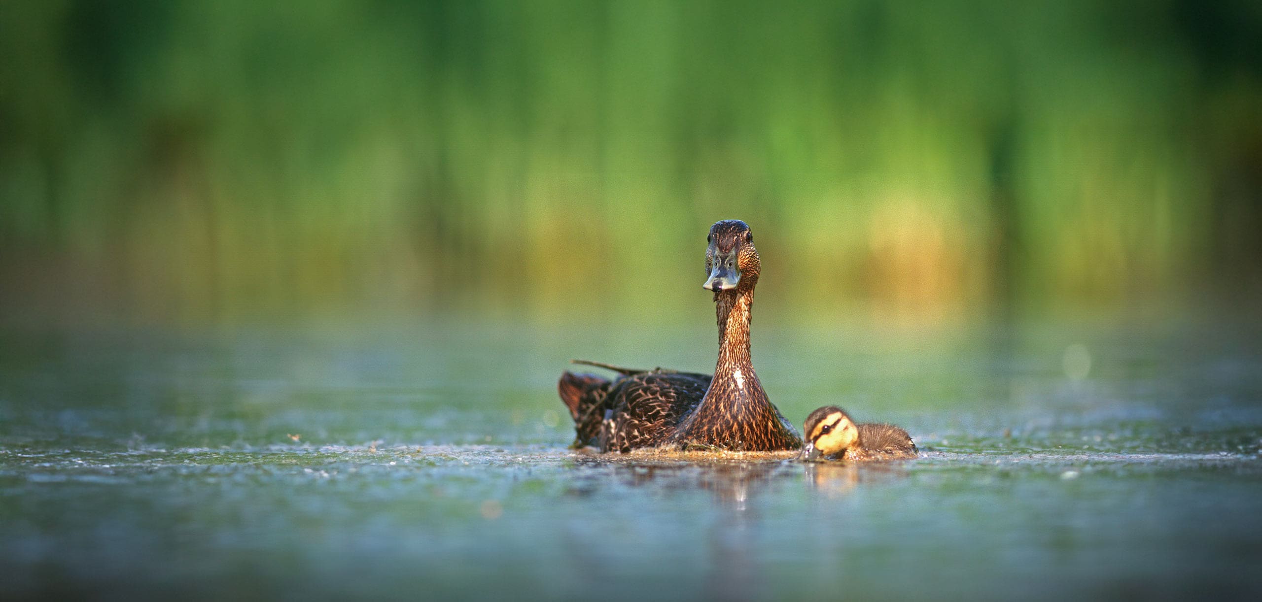 A focused image of a woodduck shaking water off while perched on a railing