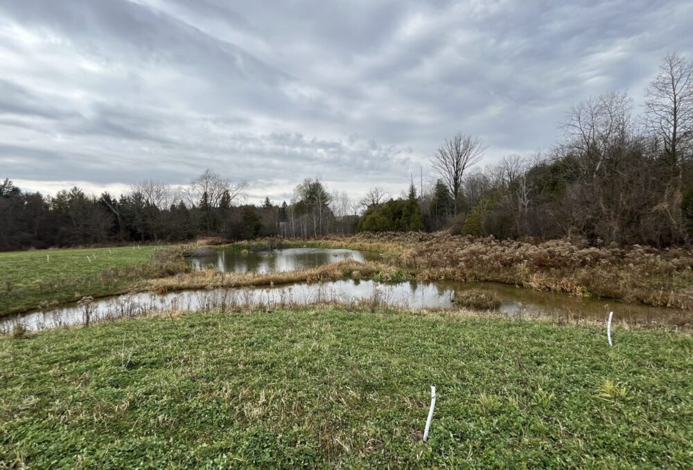 One of the five wetland restoration projects along the Washington Creek.