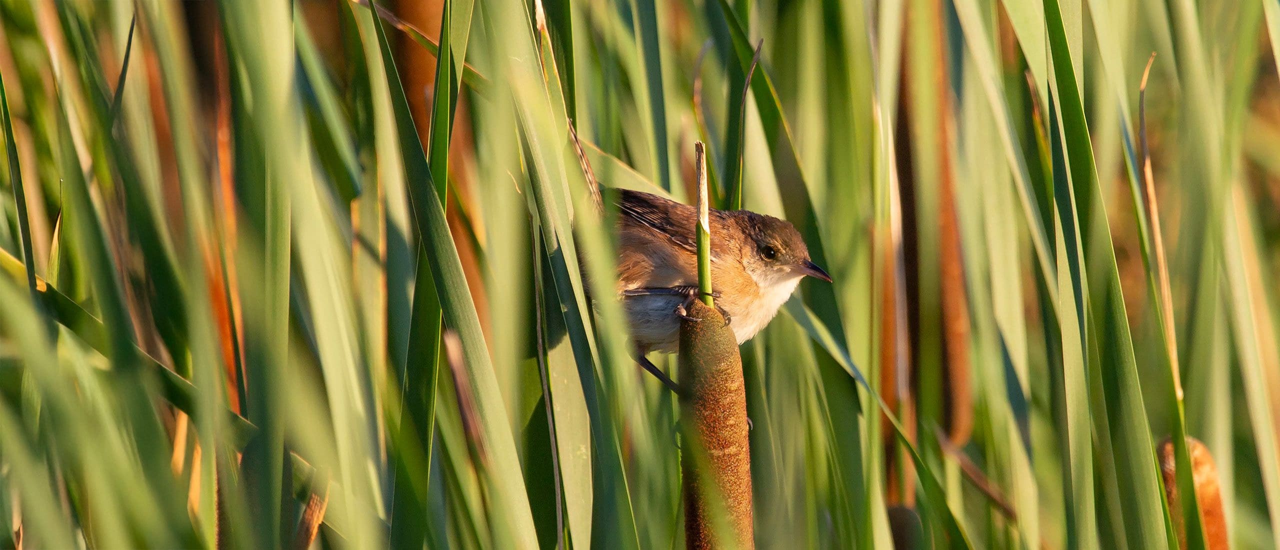 A marsh wren peaking through cattails.