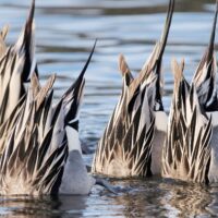 Wild duck diets