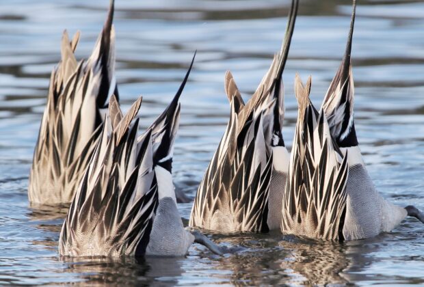 Wild duck diets