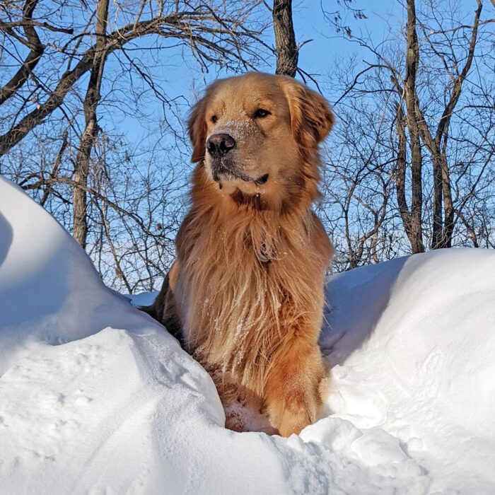 Bill, golden retriever