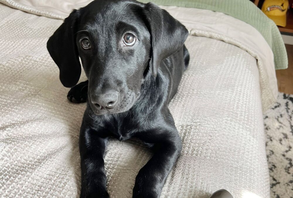 “Whiskey is my new puppy. She’s five months old and getting ready for her first hunting season. She’s doing great in her training.” 