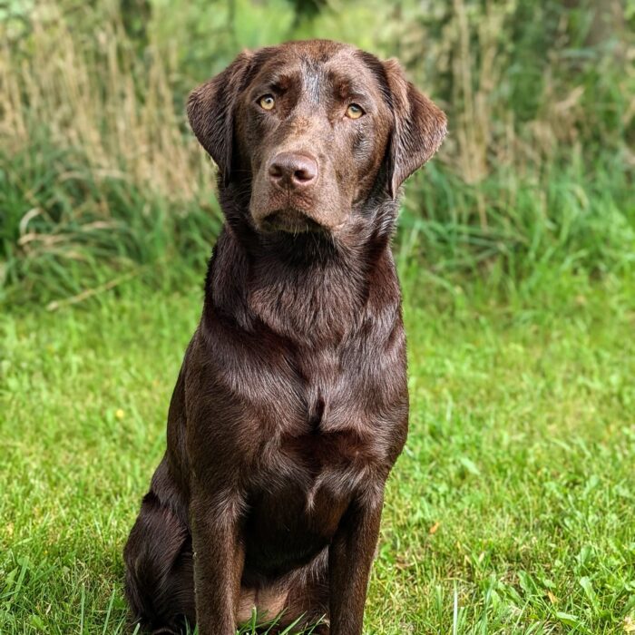 Water dog