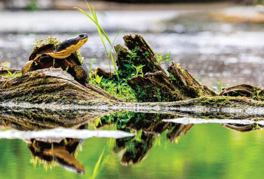 Blanding’s turtles rely on a variety of healthy wetland habitats, including marshes, swamps and ponds to survive.