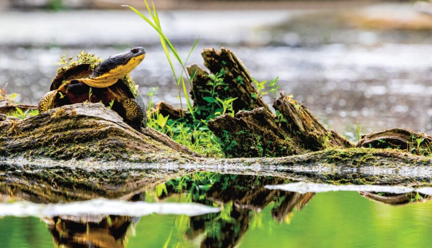 Blanding’s turtle hatchlings protected in Carp Hills wetland