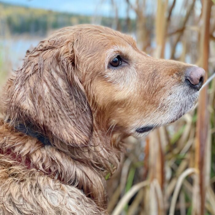 Avi, golden retriever