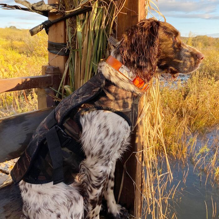 River, an English springer spaniel