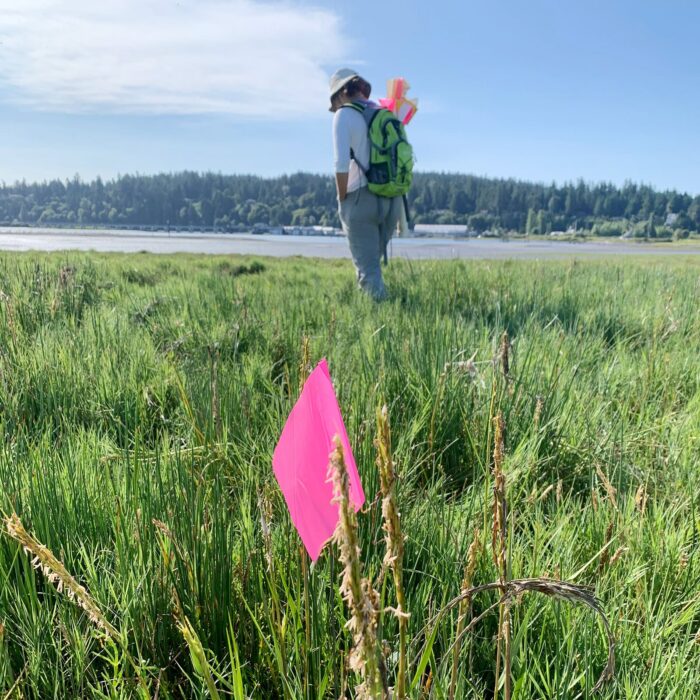 Conservation teams identify and document Spartina colonies, enabling rapid response and effective management efforts through real-time mapping technology