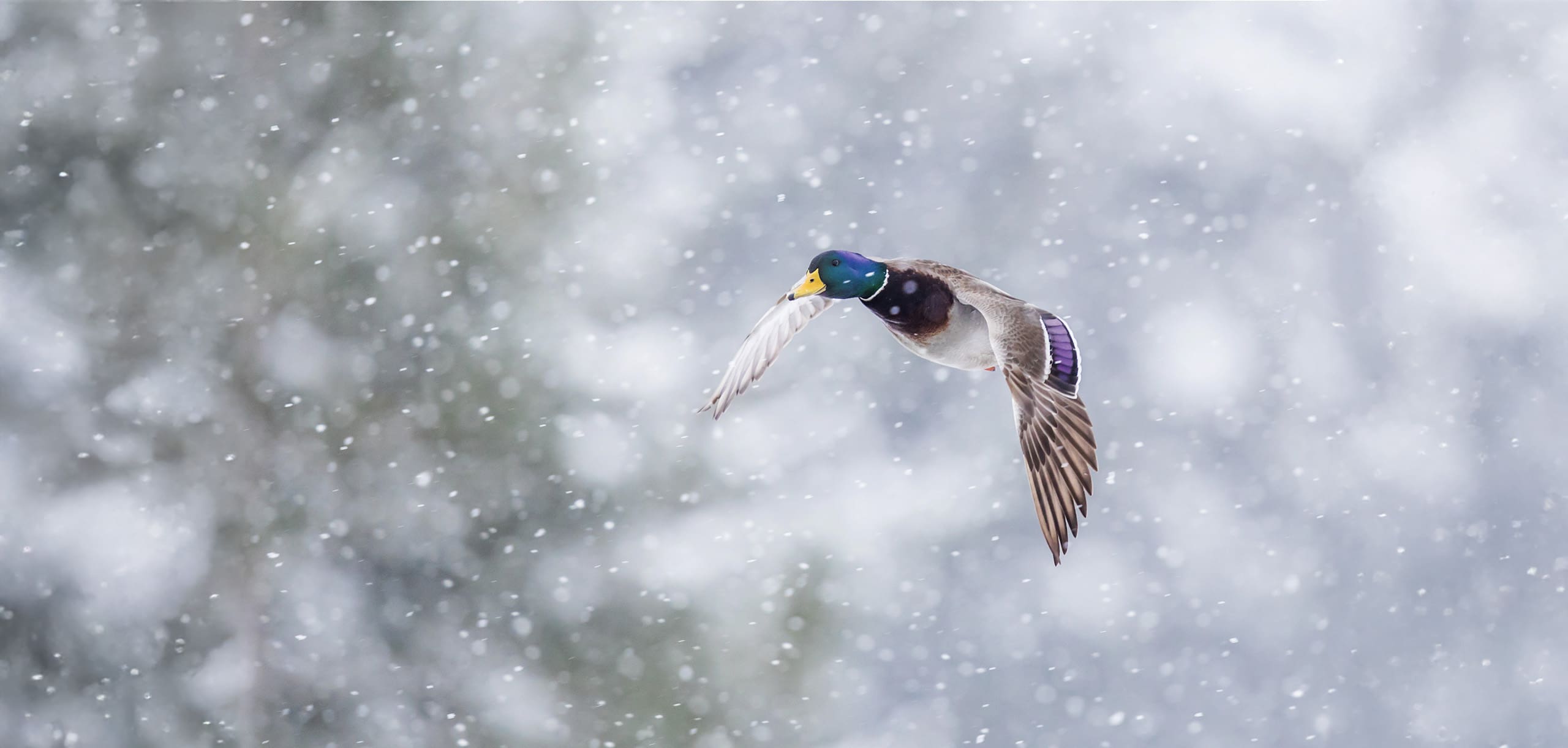 Mallard drake walking on ice