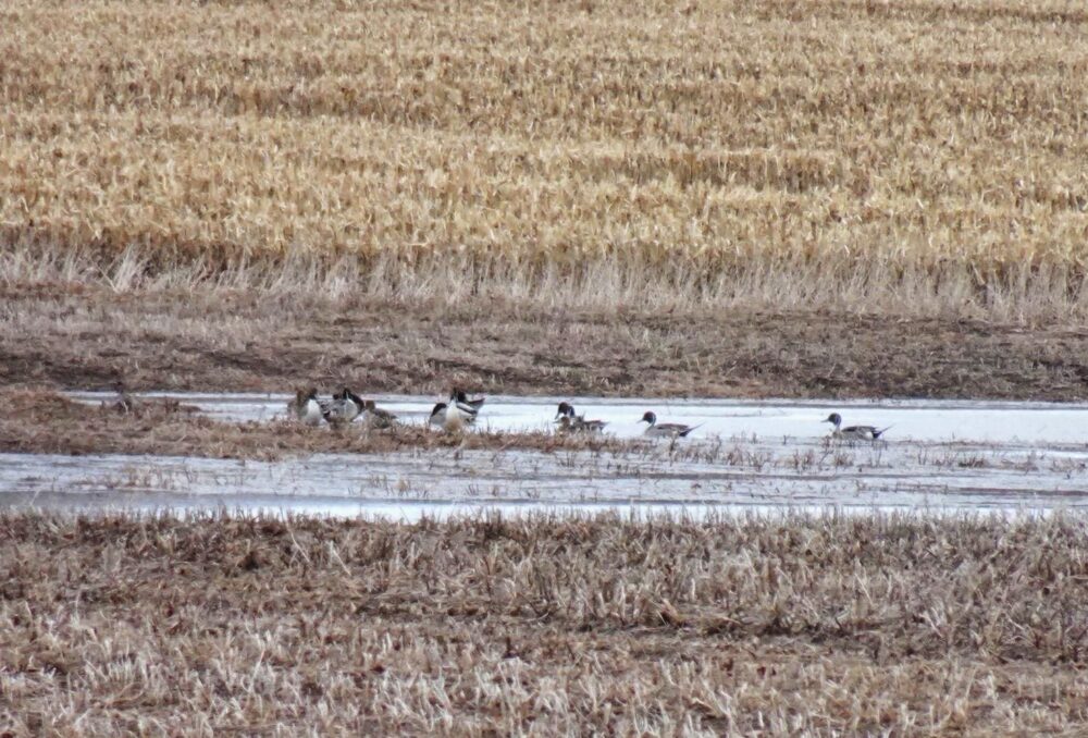 A group of pintail ducks enjoying the wetland.