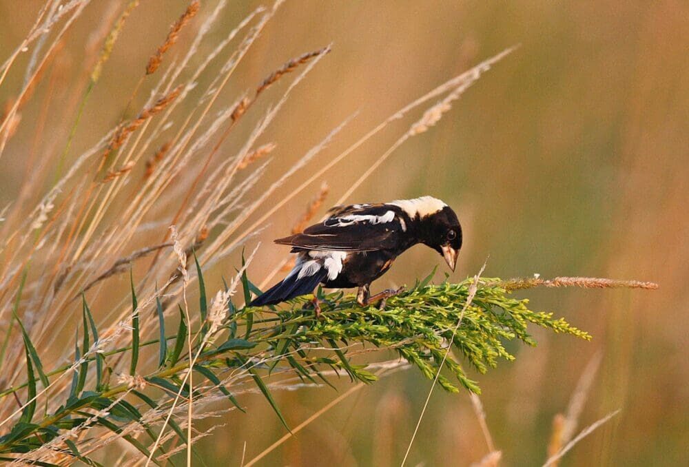 Bobolinks live in open grasslands, including idle fields and pastures.